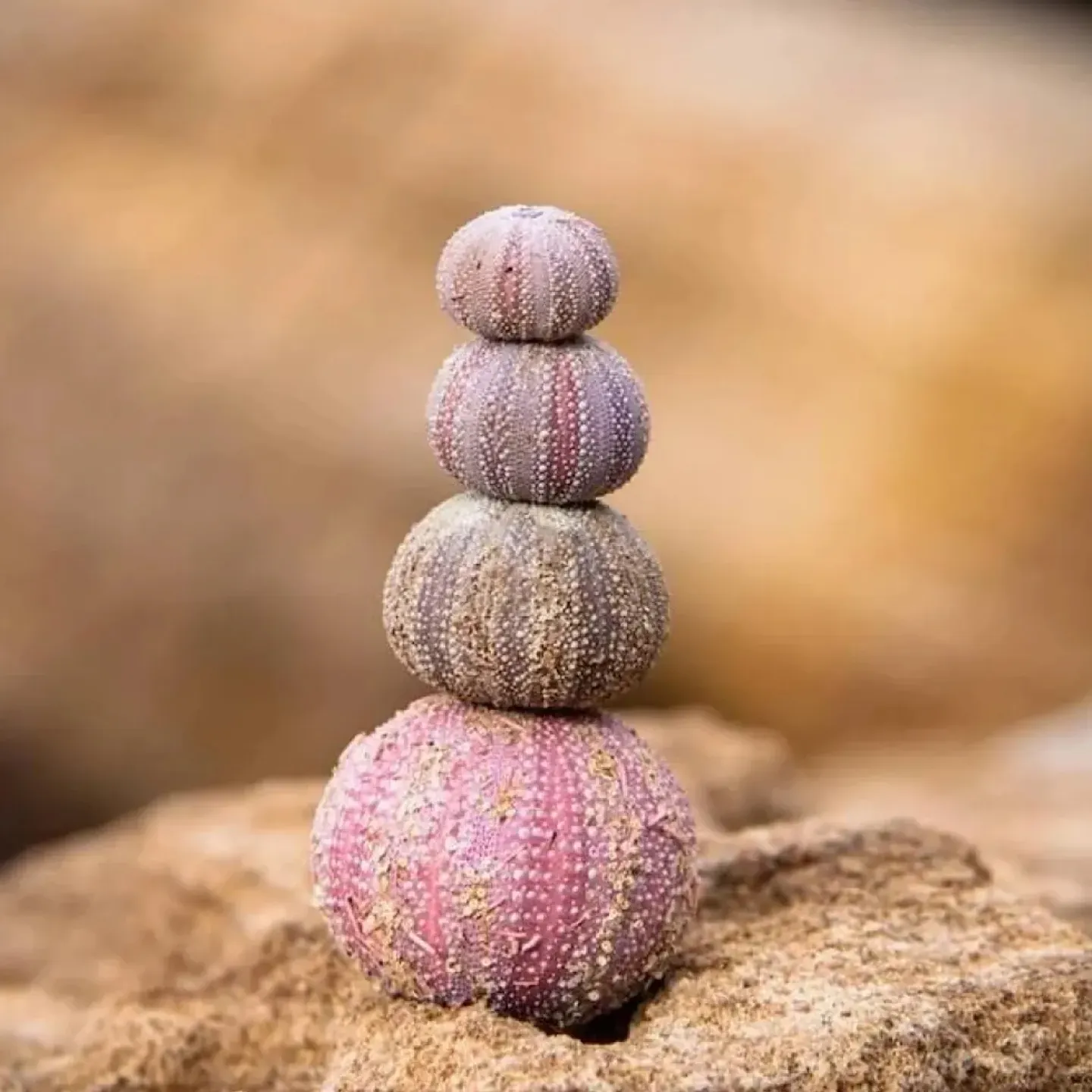 A stack of round shells to represent constipation.