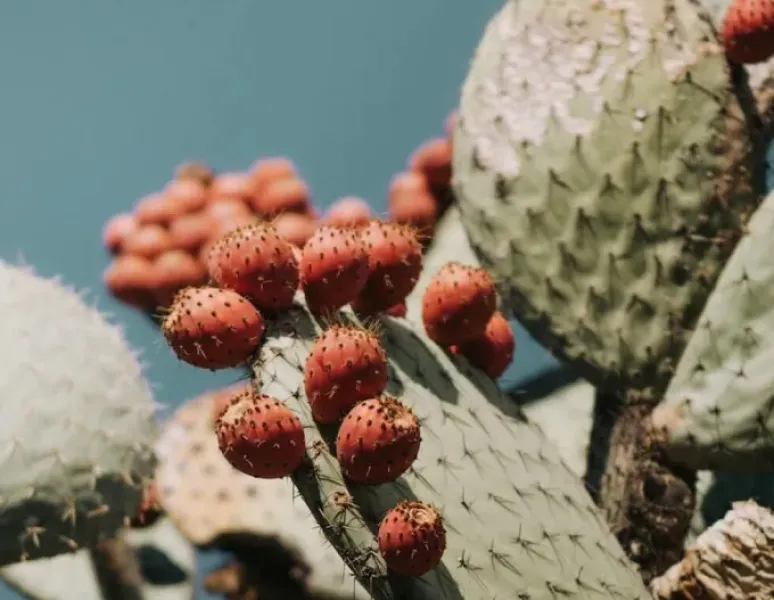 Round, red cactus flowers growing on a large cactus leaf to symbolize endometriosis.