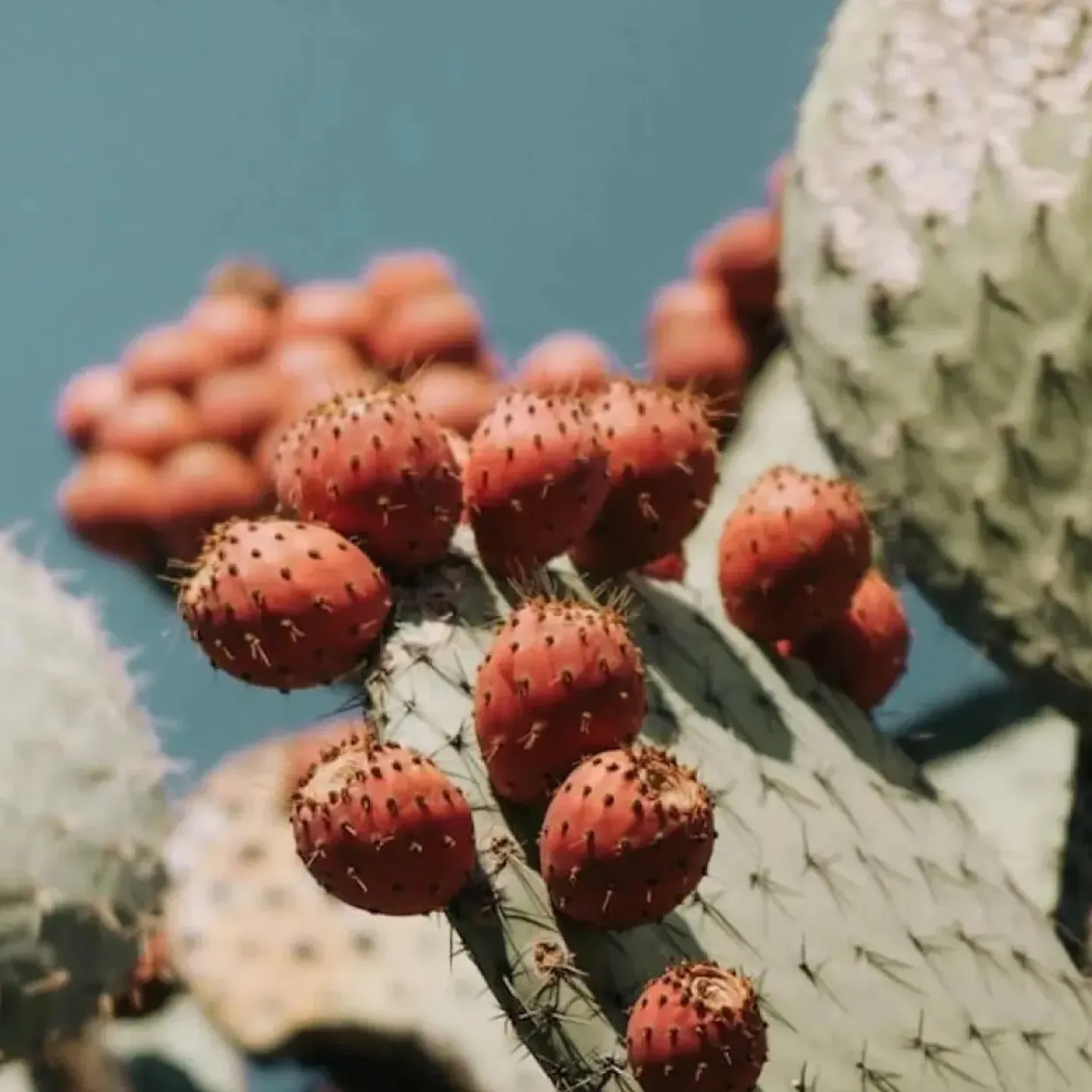 Round, red cactus flowers growing on a large cactus leaf to symbolize endometriosis.