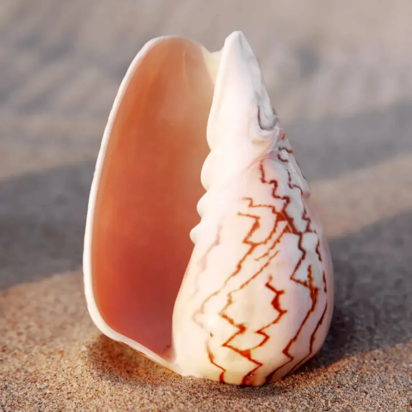 A vagina shaped shell on a beach to represent the pelvic floor during menopause.