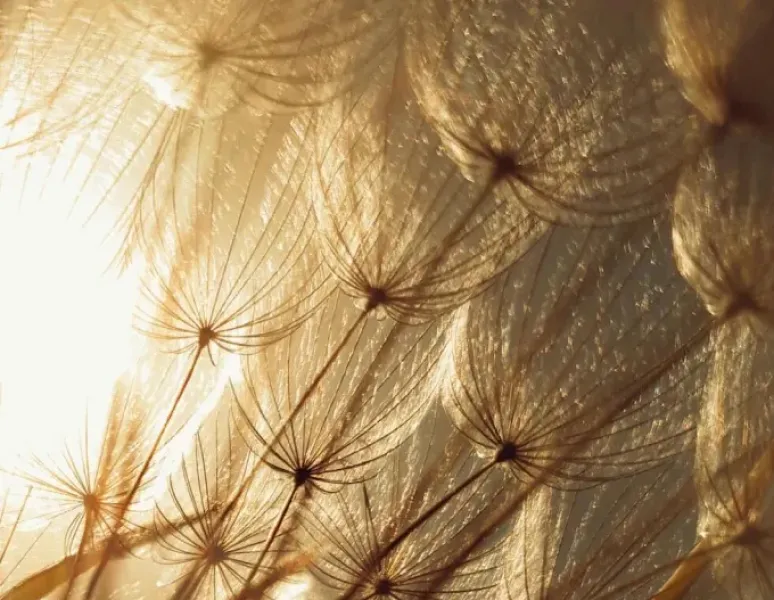A close up photo of dandelion seeds and stems on a background of yellow, sunny sky.