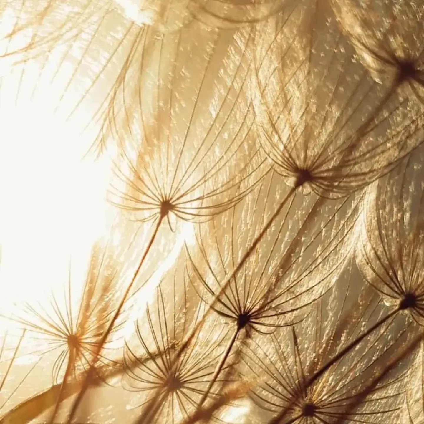 A close up photo of dandelion seeds and stems on a background of yellow, sunny sky.