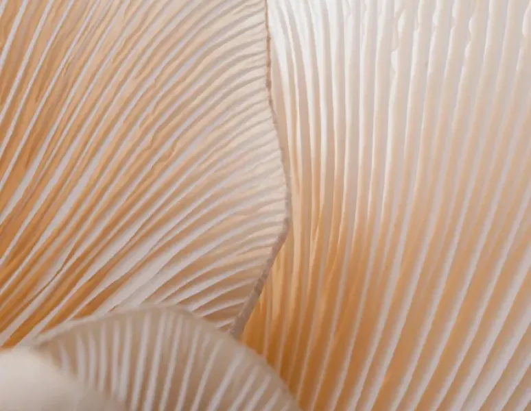 A close up of the delicate inner folds of a mushroom to symbolize symphysis pubis dysfunction.