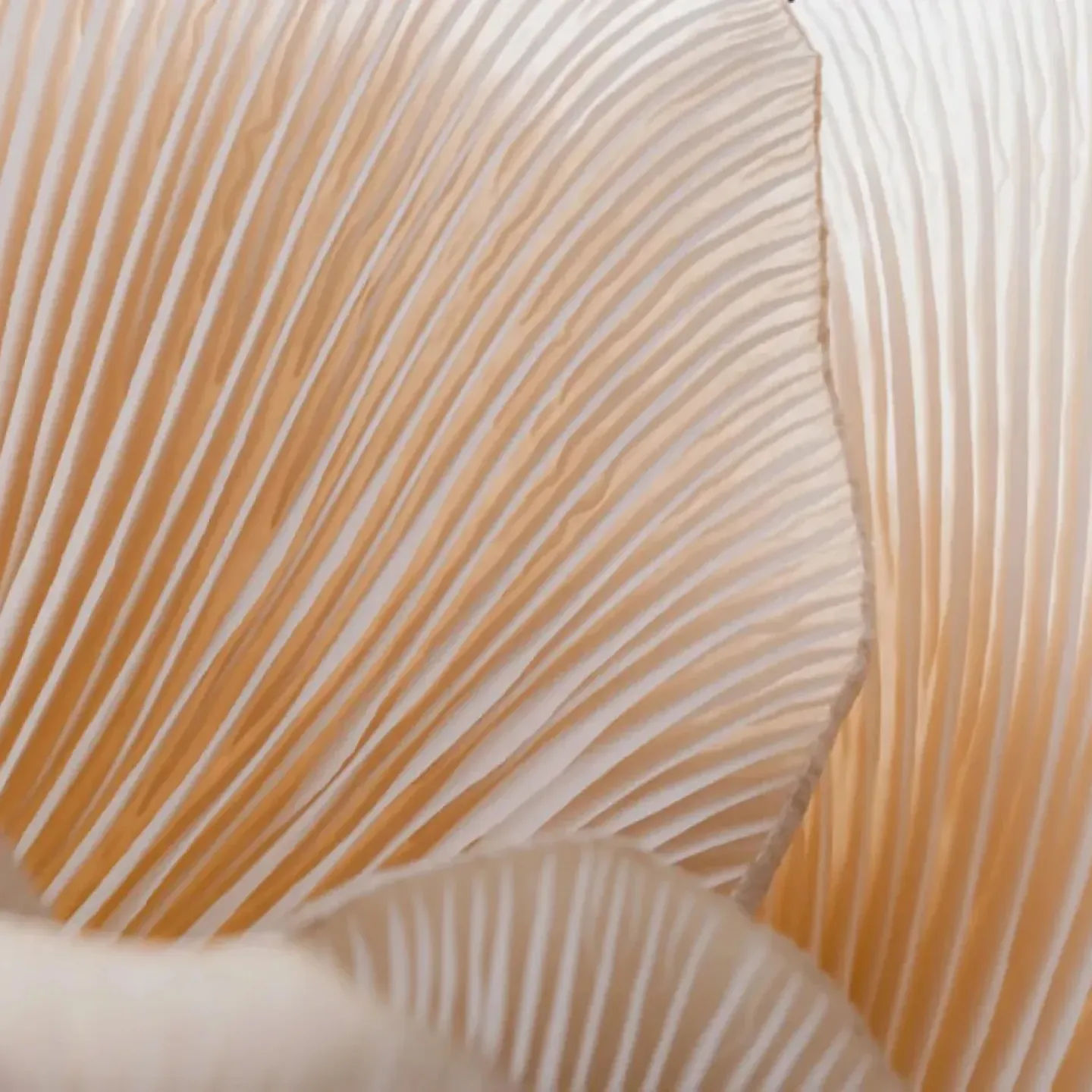 A close up of the delicate inner folds of a mushroom to symbolize symphysis pubis dysfunction.