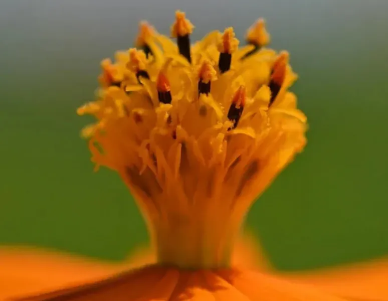 A close-up photograph of the pistons of an orange flower to symbolize fertility and mindset.