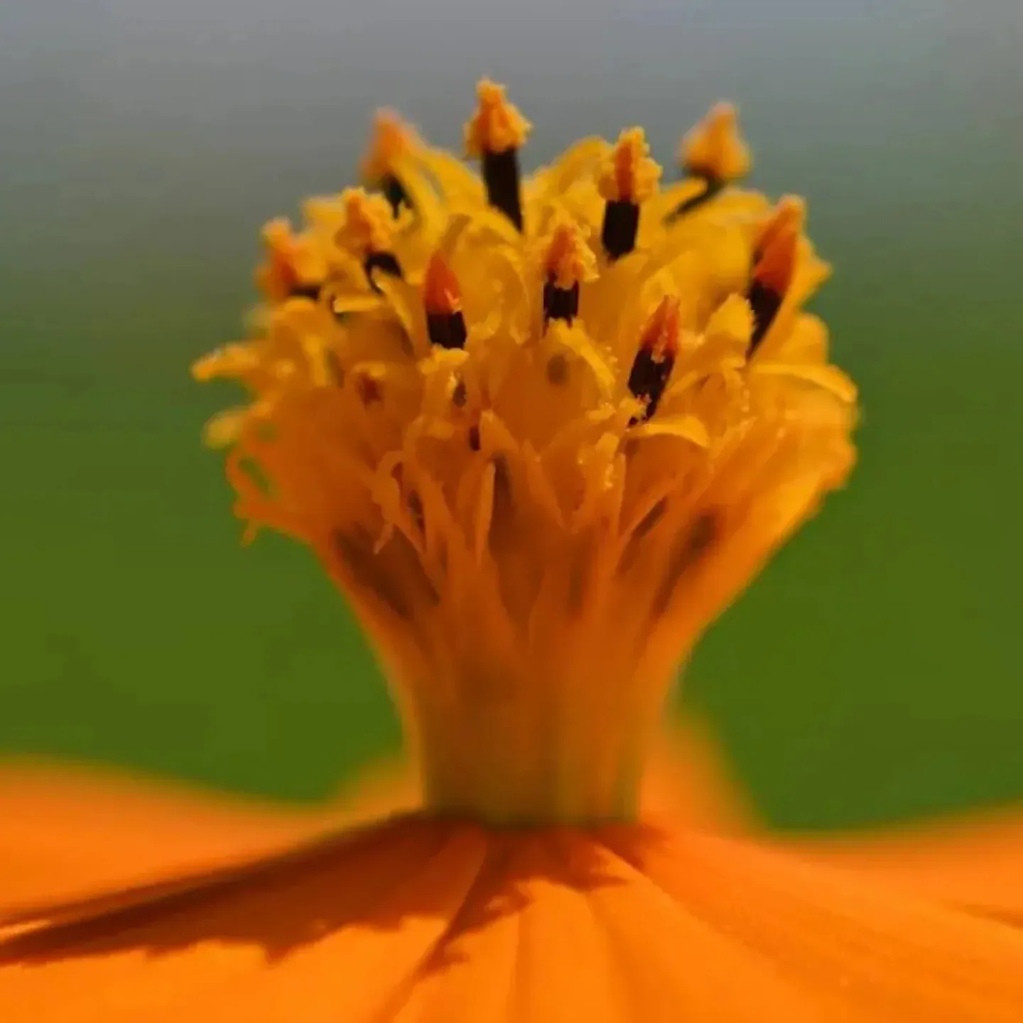 A close-up photograph of the pistons of an orange flower to symbolize fertility and mindset.