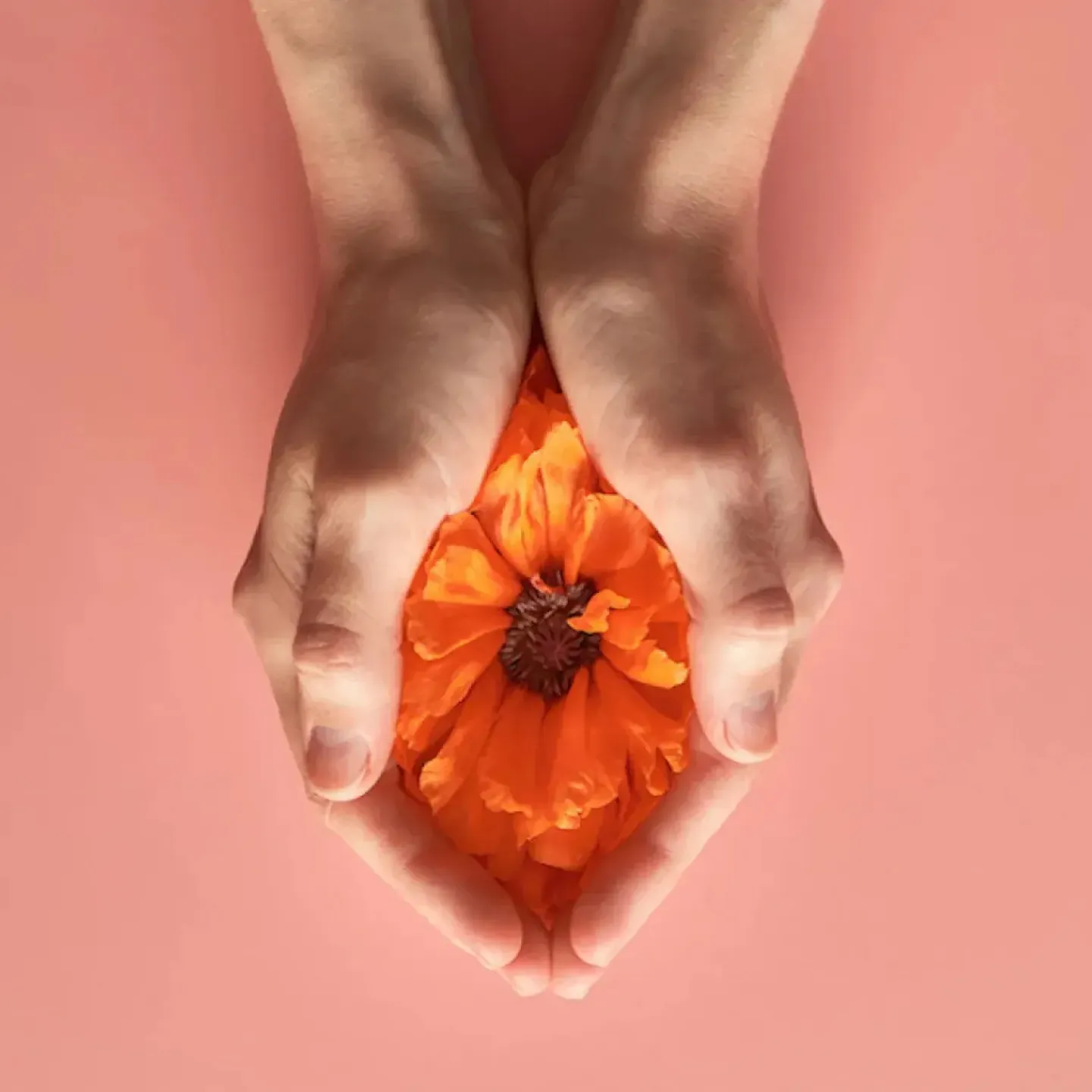 A coral colored poppy cradled between a woman's hands on a pink background.