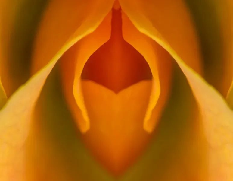 A close-up image of a Georgia O'Keefe flower painting that looks like the vulva for a story on vulva anatomy.