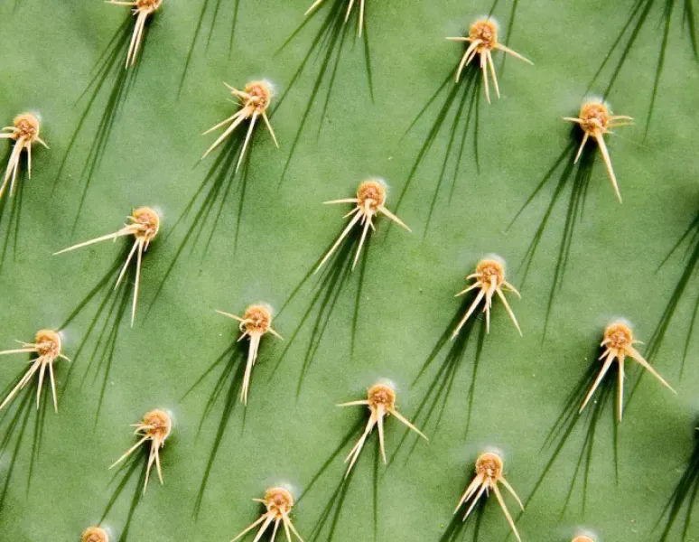 A close up of thorns on a cactus for a story on trigger pelvic floor points.