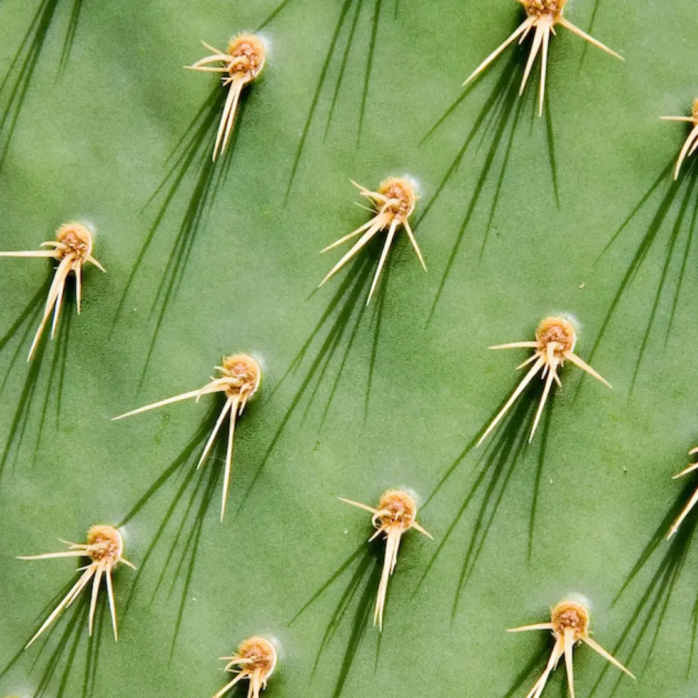 A close up of thorns on a cactus for a story on trigger pelvic floor points.