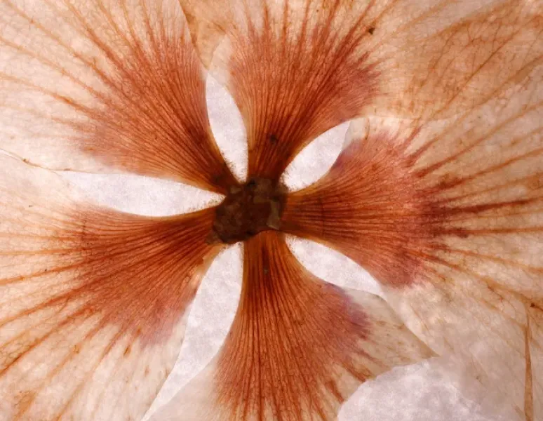 A dried, pressed flower to symbolize vaginal collapse.