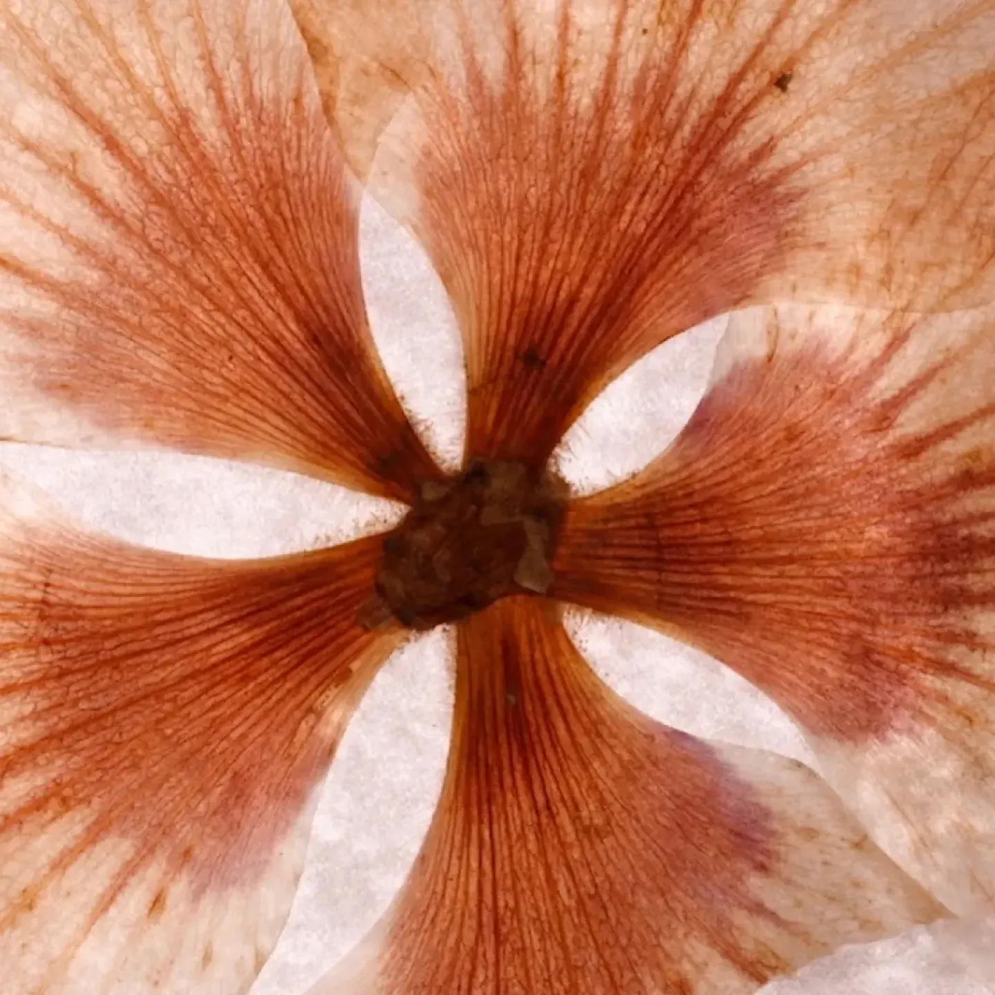 A dried, pressed flower to symbolize vaginal collapse.