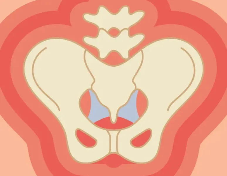 A brightly colored illustration of the pelvic bones and pelvic floor.
