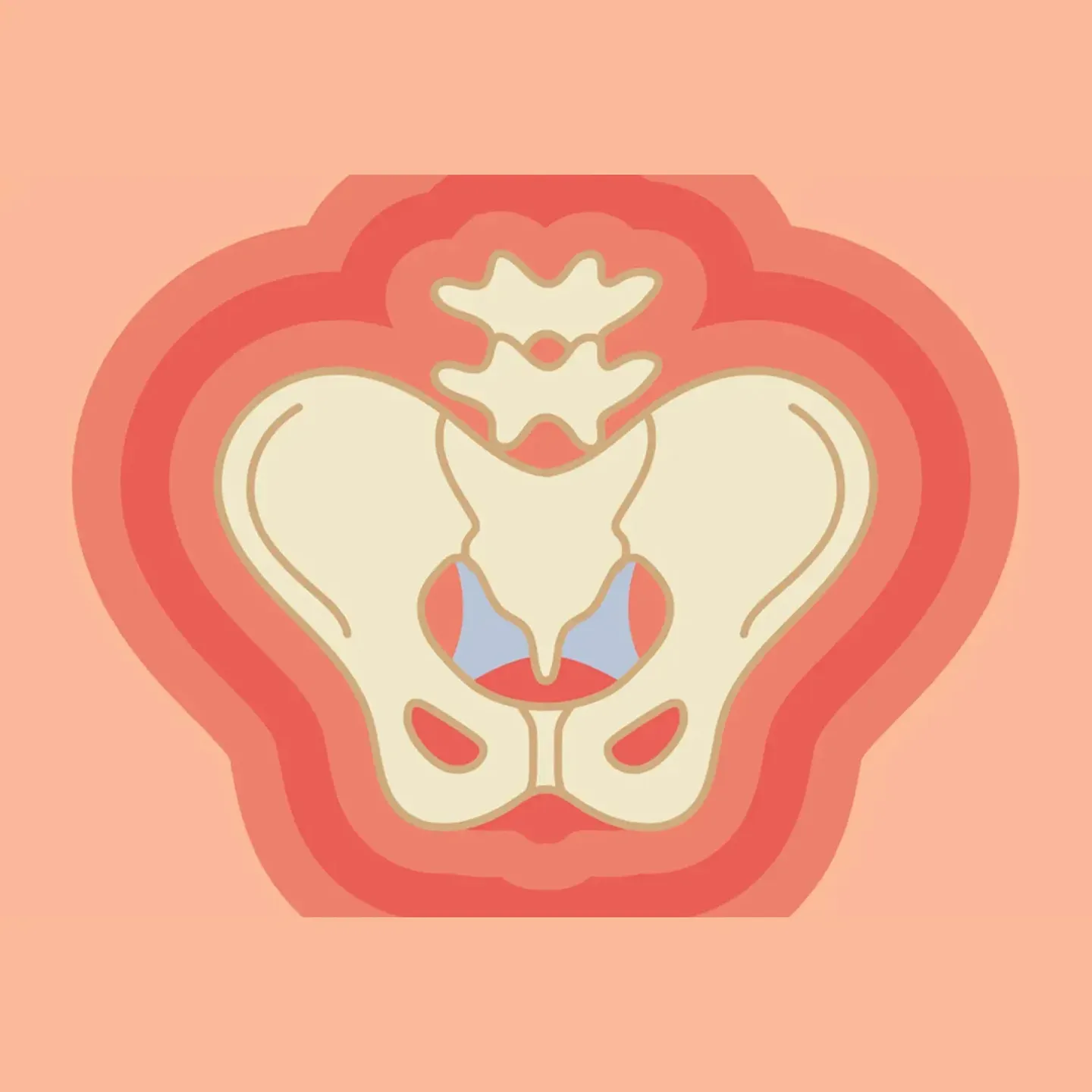 A brightly colored illustration of the pelvic bones and pelvic floor.