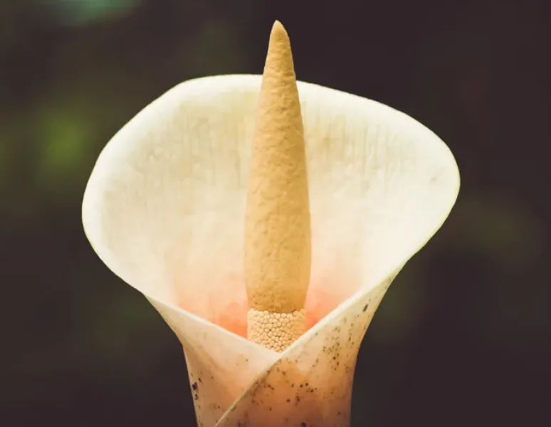 A flower to represent the pelvic floor.