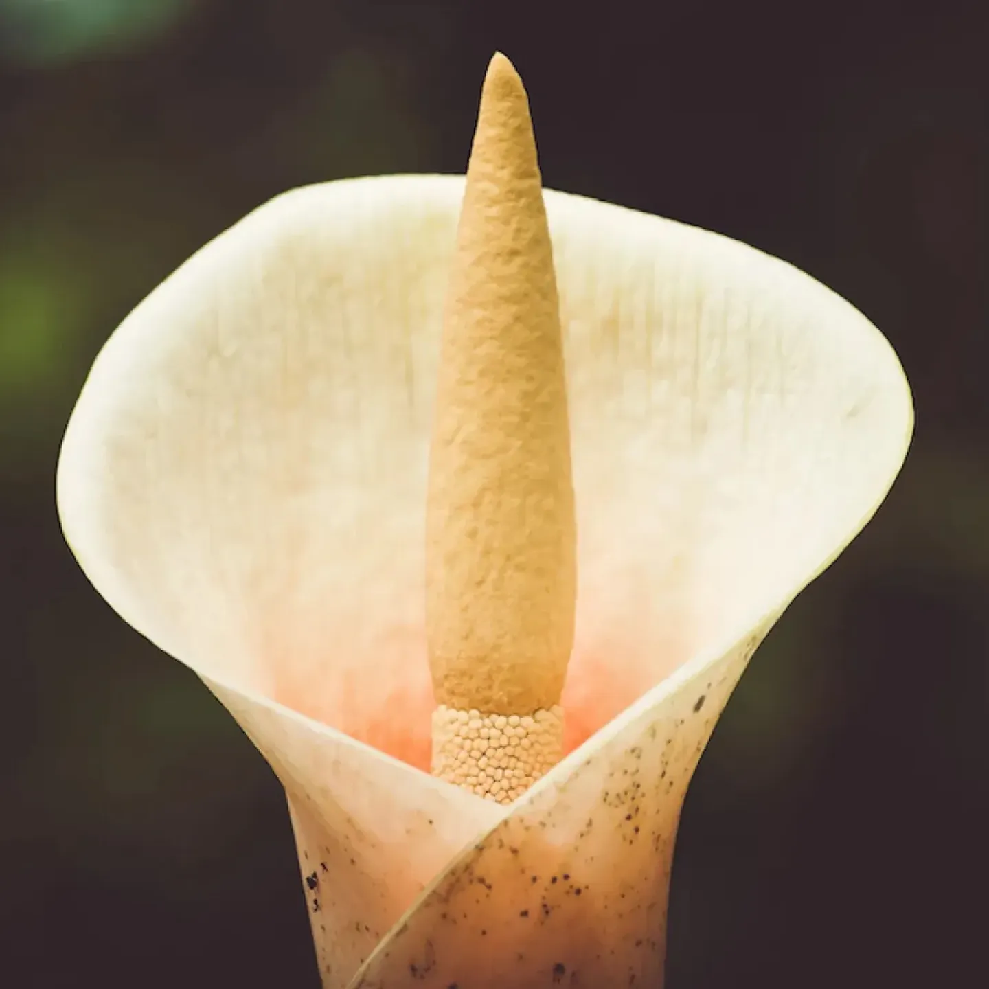 A flower to represent the pelvic floor.