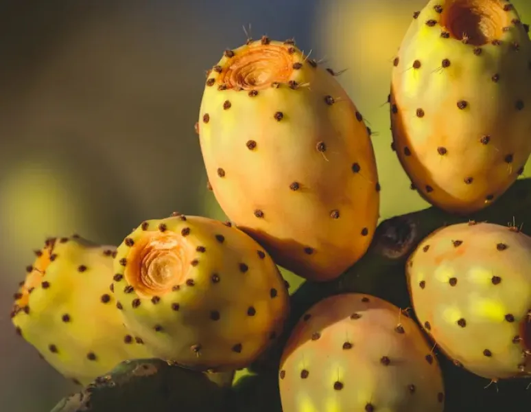 Small bulbous cactuses to represent ovarian cysts of PMOS.