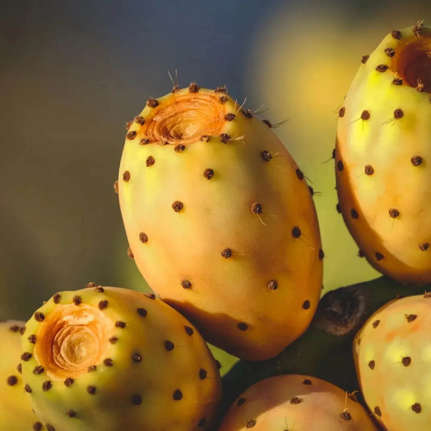 Small bulbous cactuses to represent ovarian cysts of PMOS.
