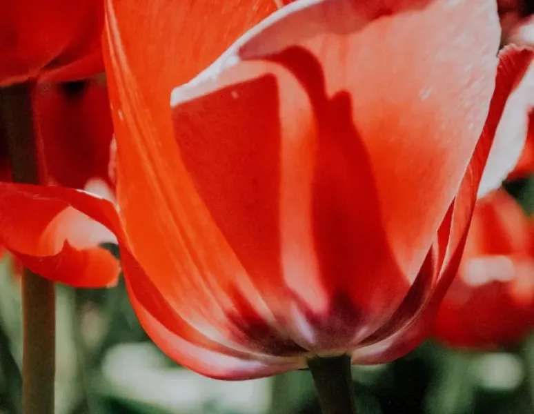 A close up of a coral colored tulip to represent the pelvic floor.