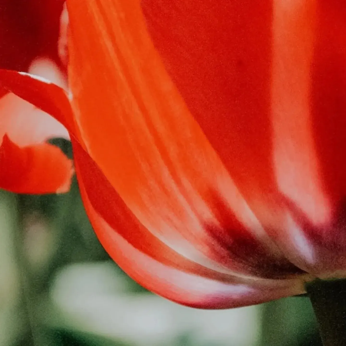 A close up of a coral colored tulip to represent the pelvic floor.
