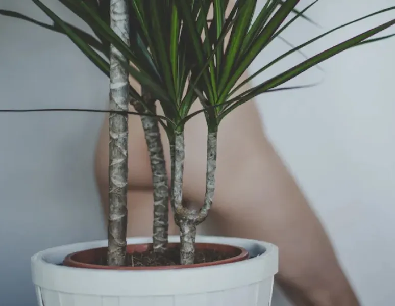 A naked woman standing behind a spiky plant for a story on anal and rectal pain.
