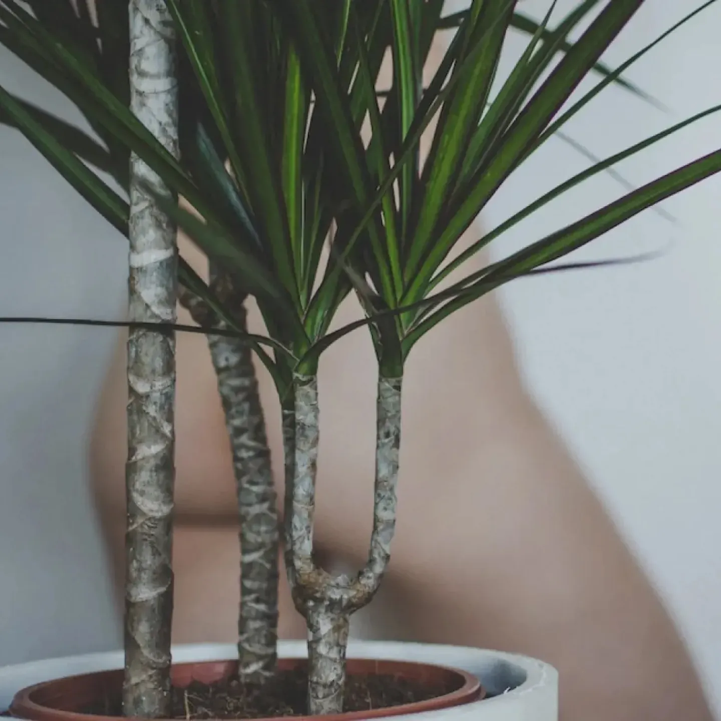 A naked woman standing behind a spiky plant for a story on anal and rectal pain.