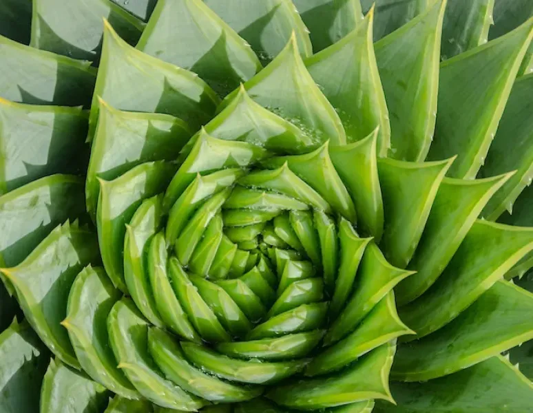 An image of a spiral aloe vera plant for a story about levator ani syndrome.