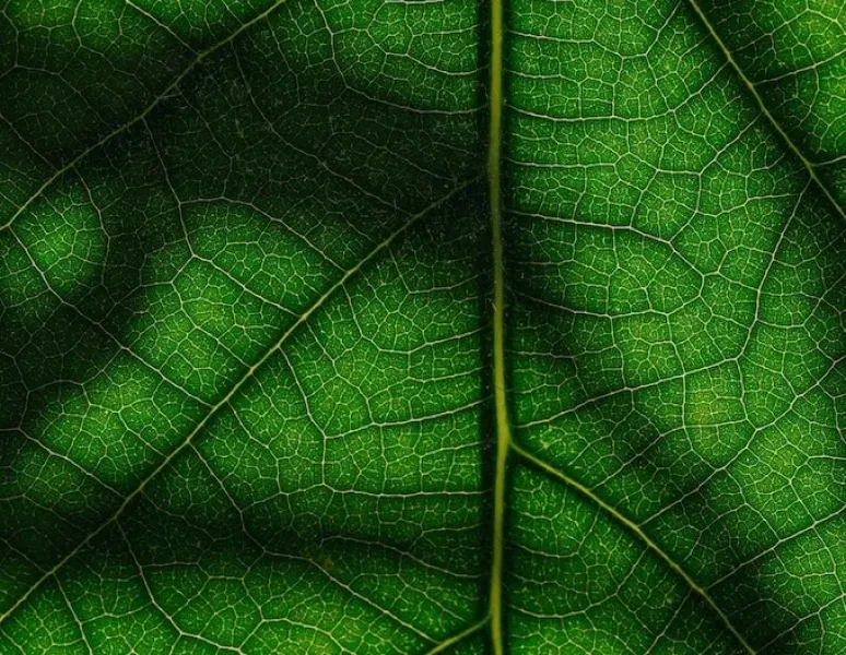 A close-up of a leaf.