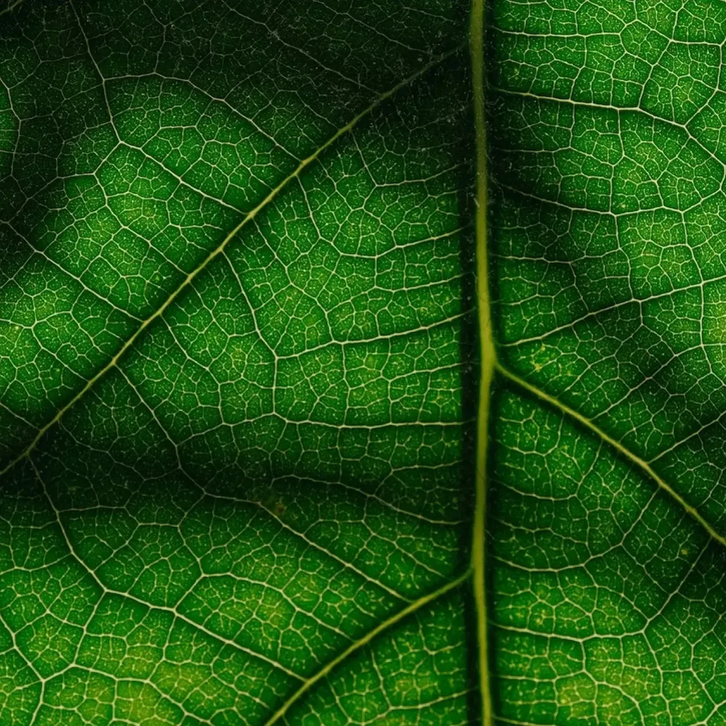 A close-up of a leaf.