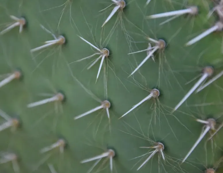 Cactus needles shown up close to represent dry needling.