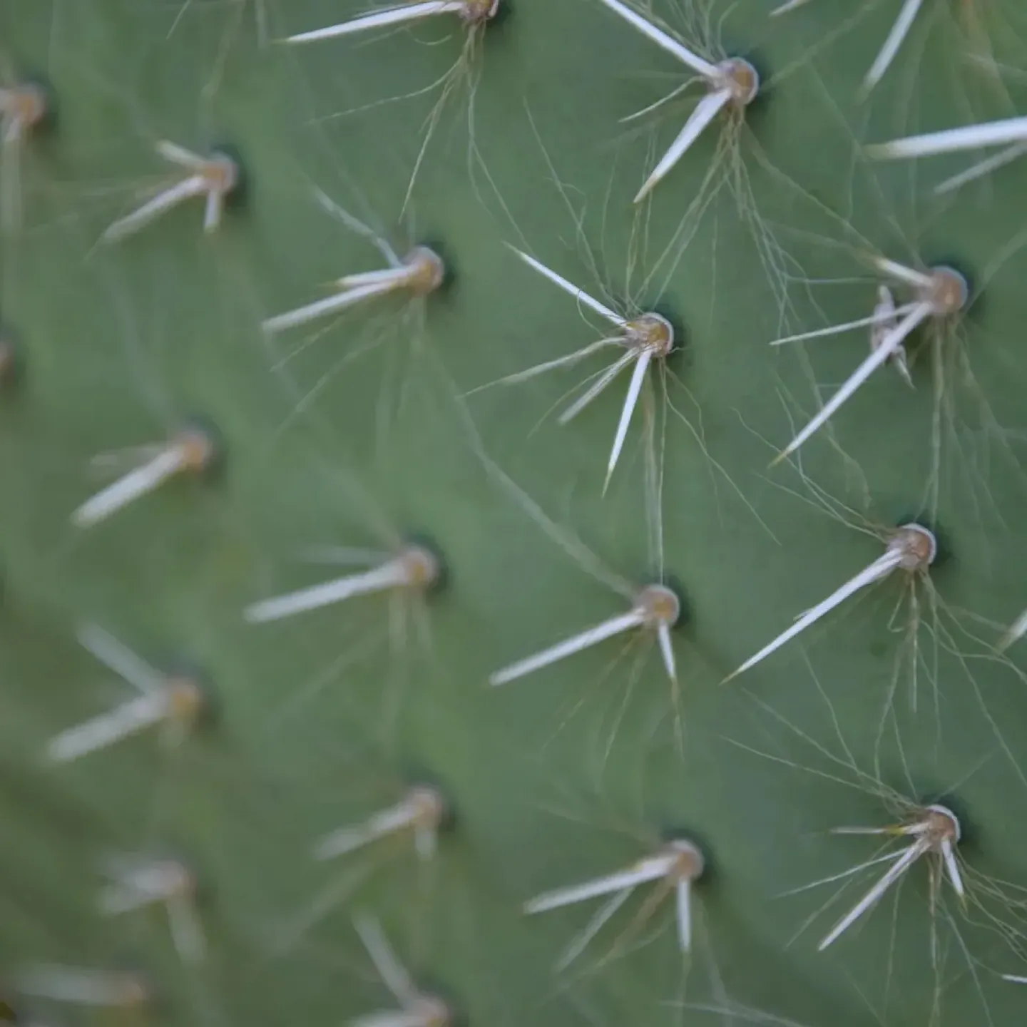Cactus needles shown up close to represent dry needling.