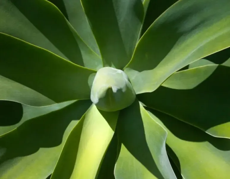 An image of a cactus to represent the female sexual response cycle.