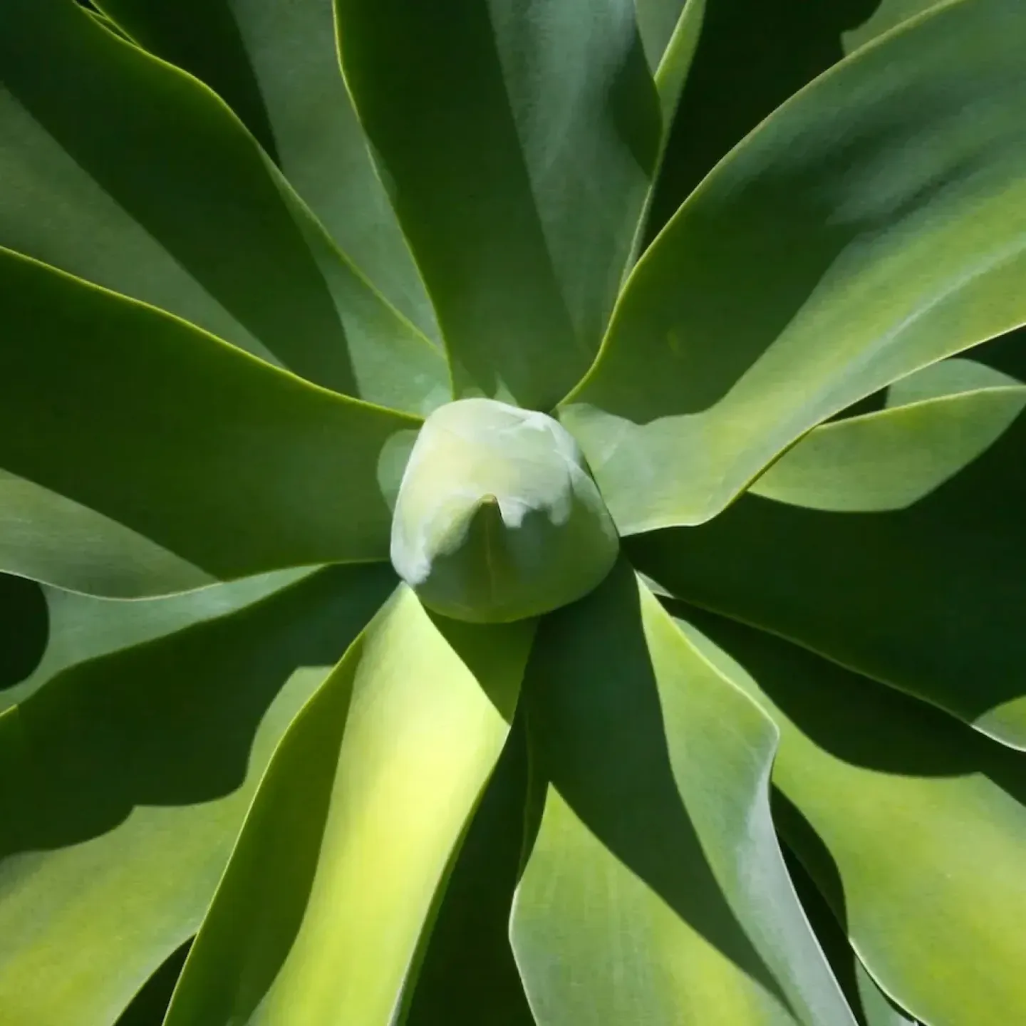 An image of a cactus to represent the female sexual response cycle.