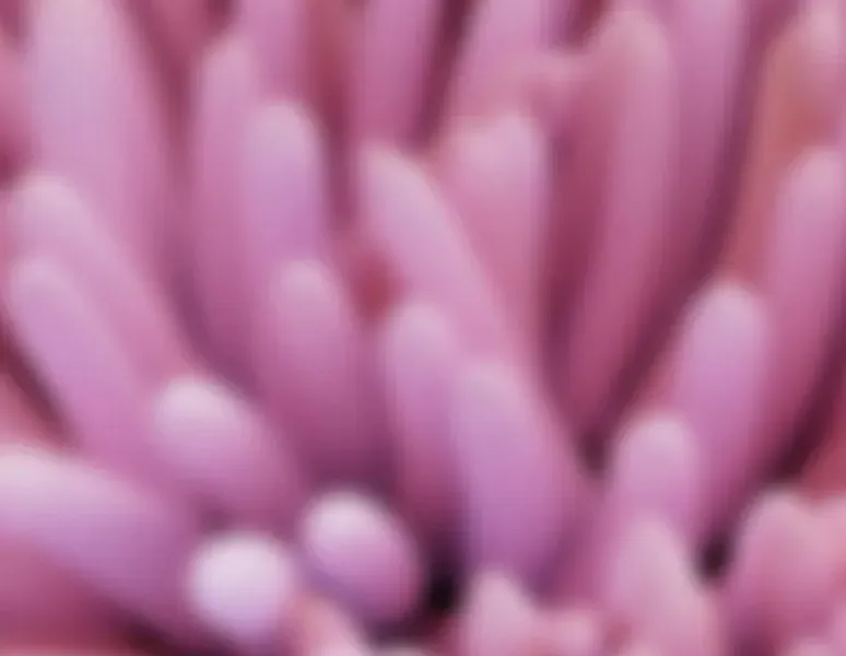 Image representing vaginal microbiome and evvy at-home test.
