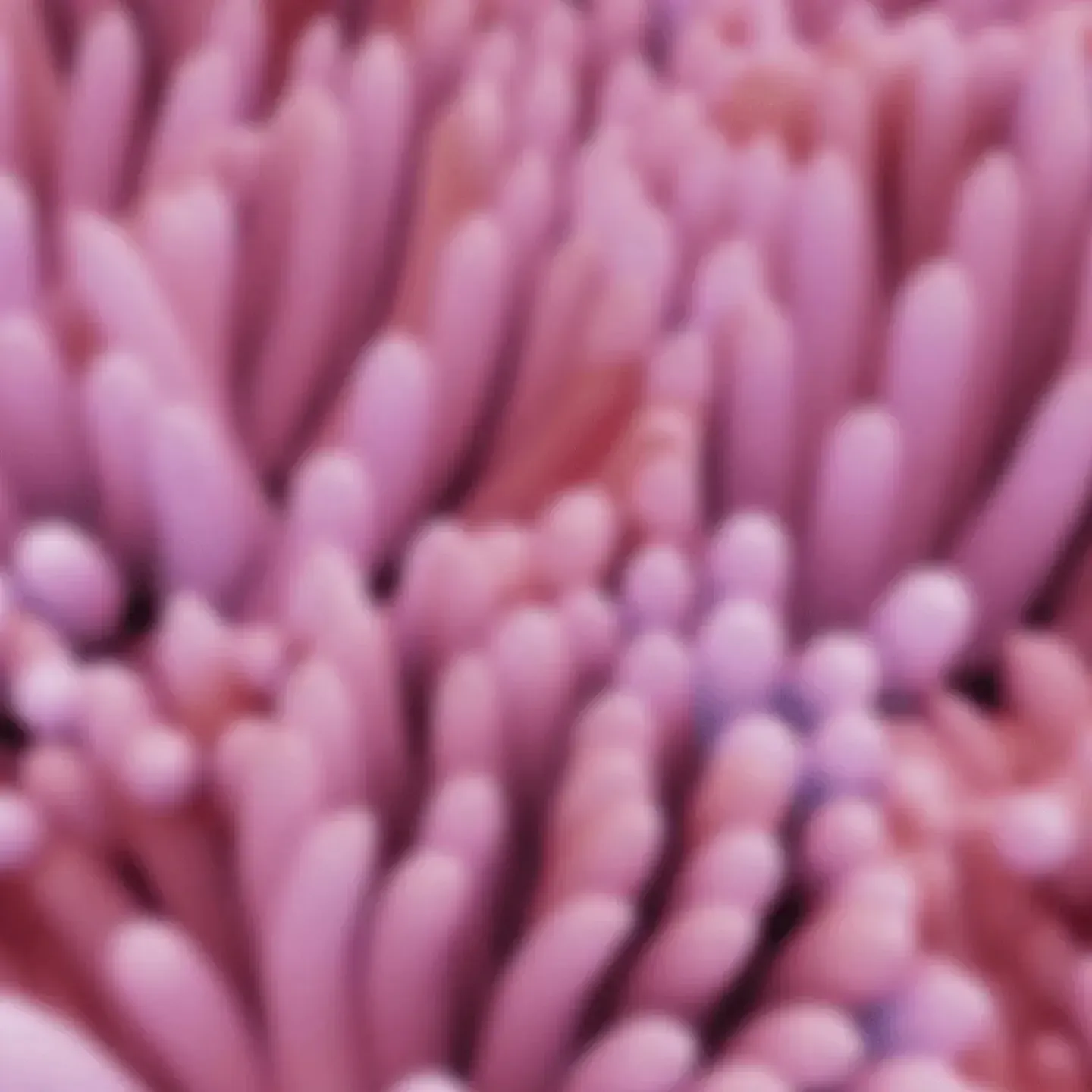 Image representing vaginal microbiome and evvy at-home test.