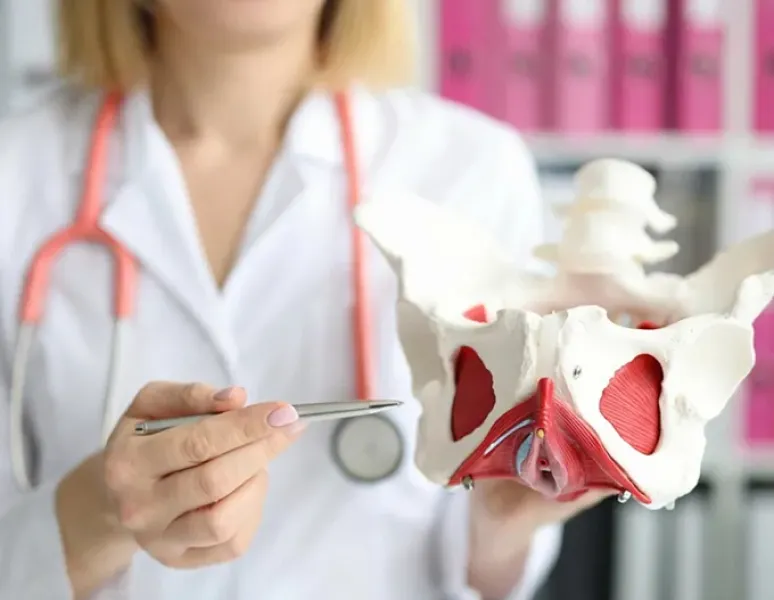 Pelvic floor specialist holding pelvic model and pointing to the area near the piriformis.