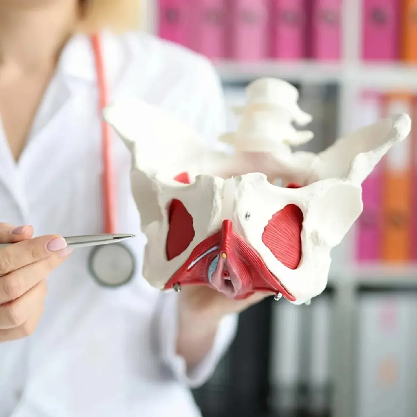 Pelvic floor specialist holding pelvic model and pointing to the area near the piriformis.