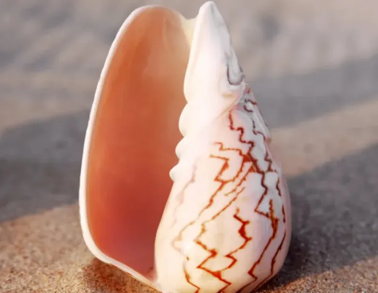 Una concha con forma de vagina en una playa para representar el piso pélvico durante la menopausia.