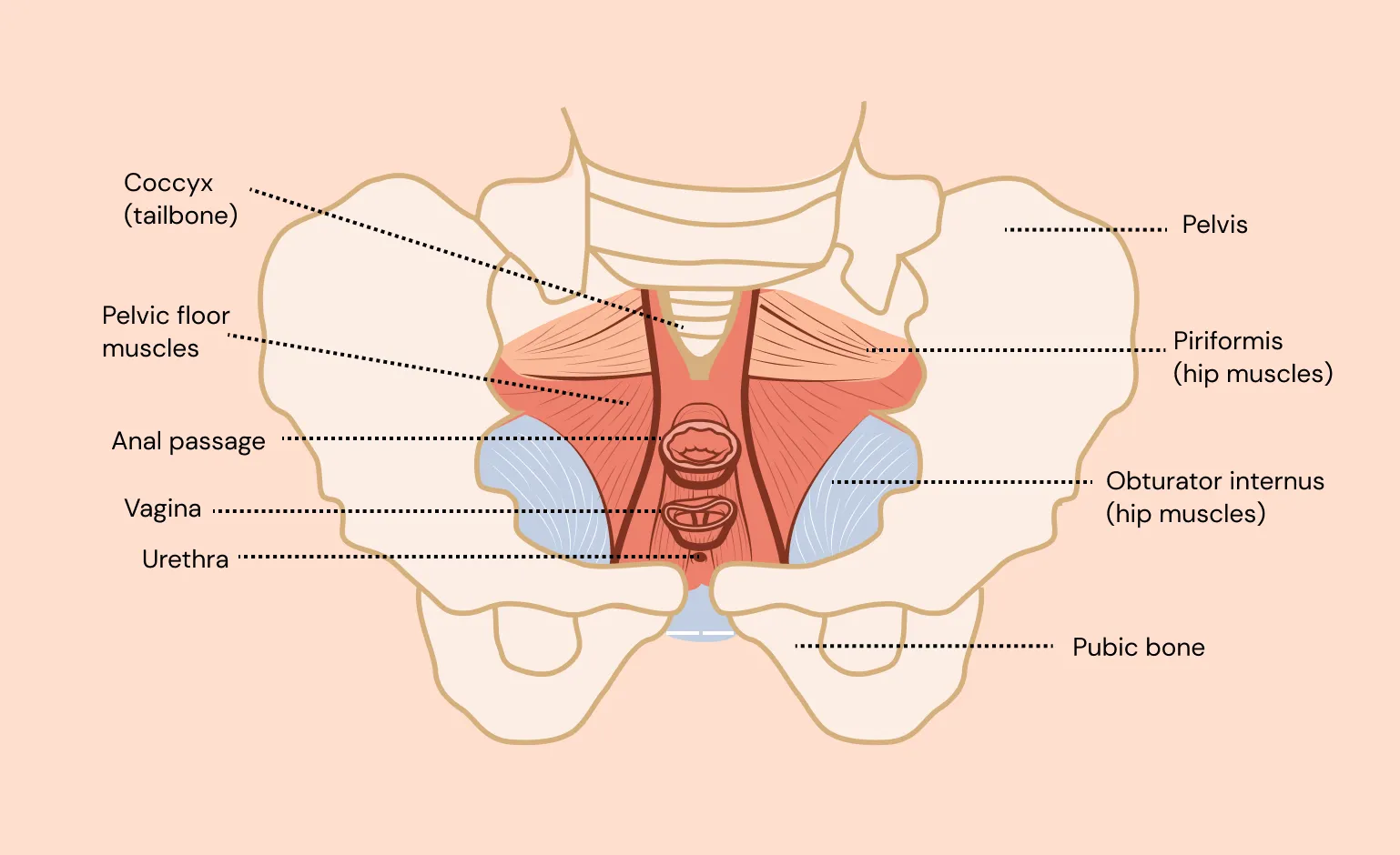 Origin physical therapy pelvic floor diagram (vaginal anatomy).