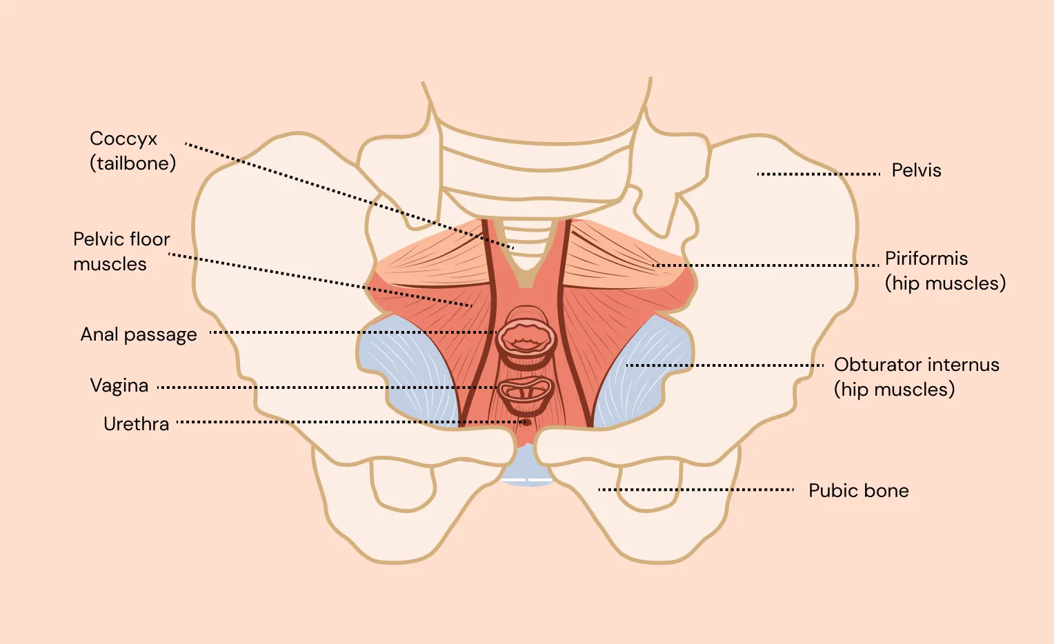 Origin physical therapy pelvic floor diagram (vaginal anatomy).