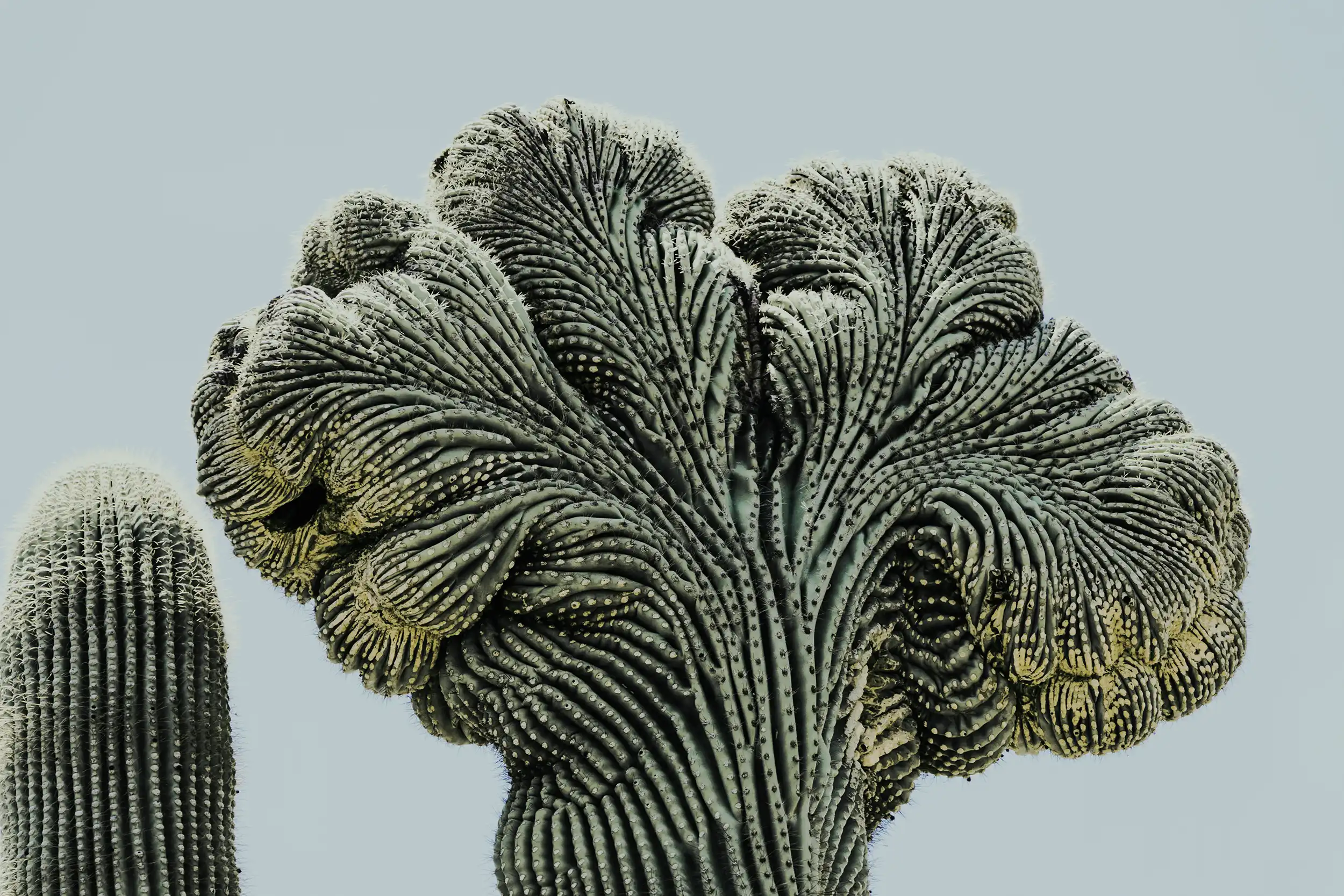 Fächerförmig gewachsener Kaktus als visuelles Symbol für Einzigartigkeit.