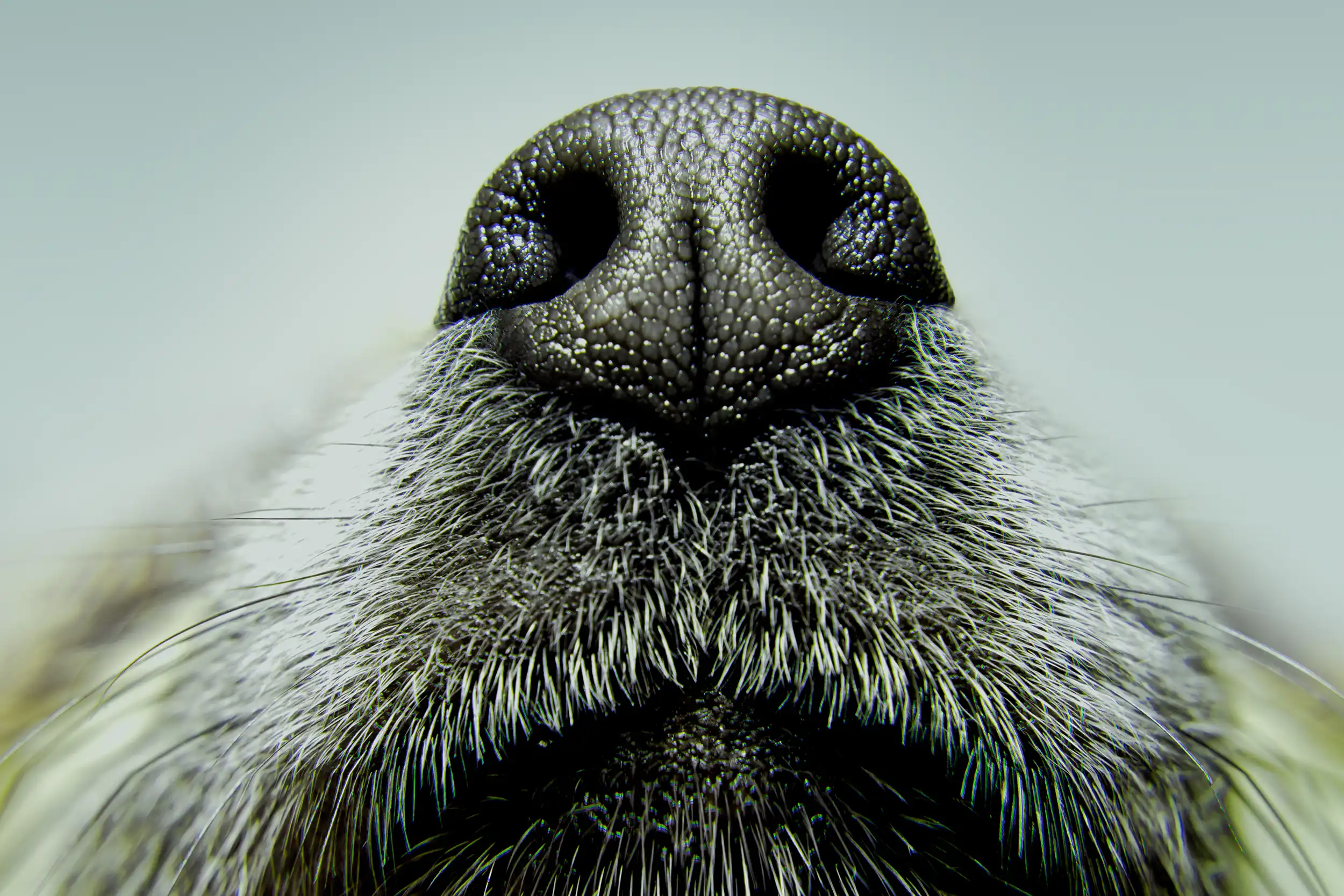 Nahaufnahme einer Hundeschnauze als visuelle Metapher für ein feines Gespür für Marken.