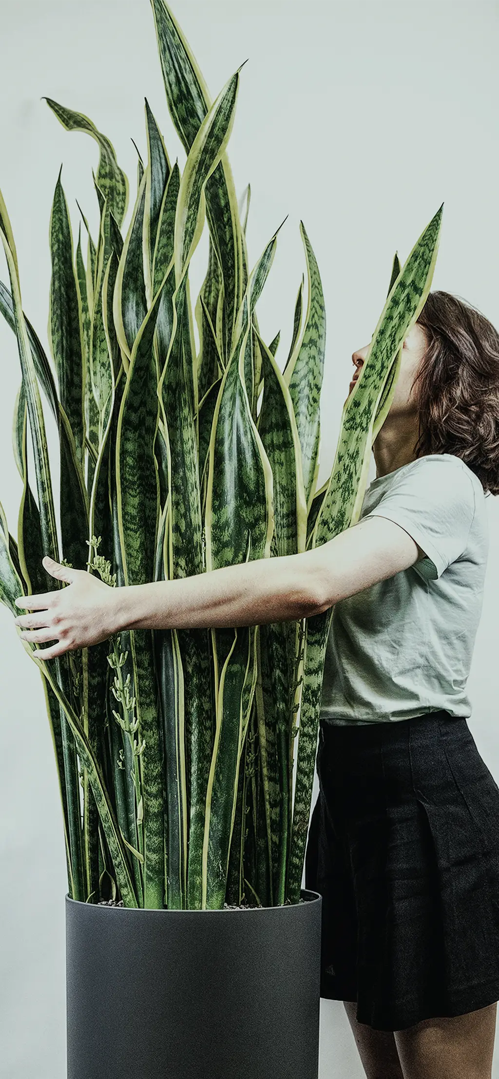Frau umarmt eine große Bogenhanf-Zimmerpflanze als Symbol für Wertschätzung gegenüber Marken und den Menschen dahinter.