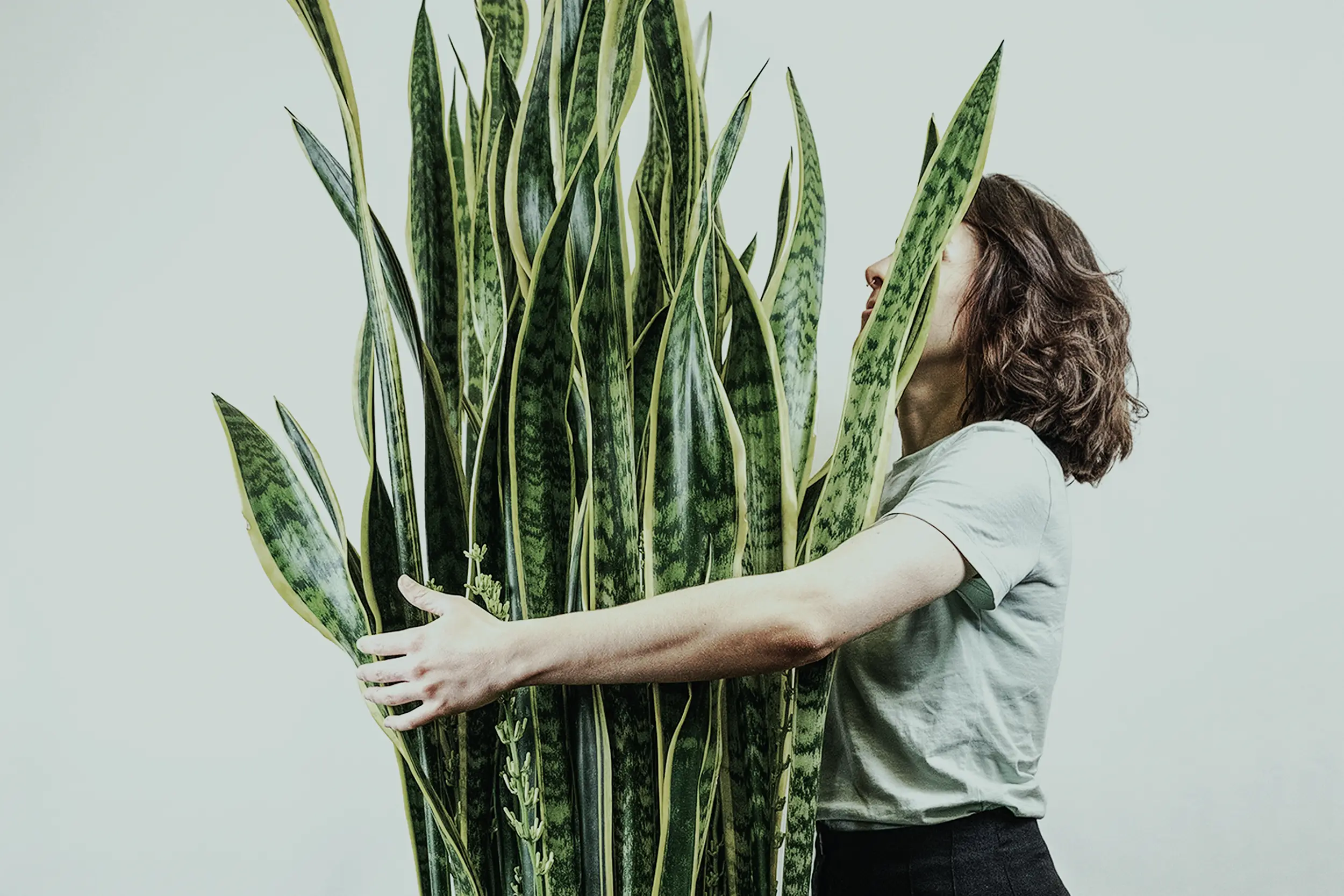 Frau umarmt eine große Bogenhanf-Zimmerpflanze als Symbol für Wertschätzung gegenüber Marken und den Menschen dahinter.