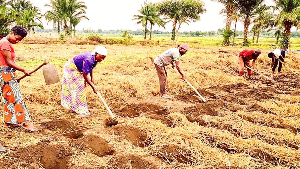 Menschen stehen nebeneinander auf einem Feld und bearbeiten den Boden mit Hacken