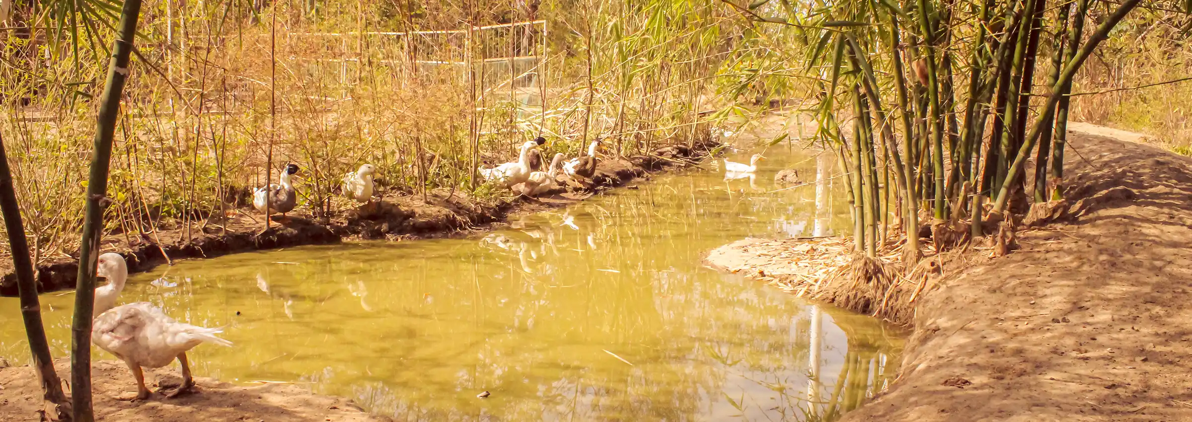 Des canards au bord de l'étang