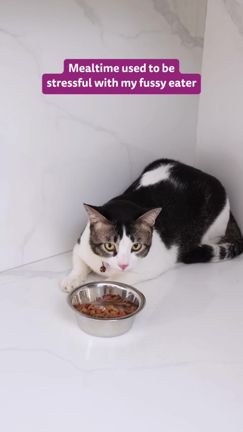 Whiskas mealtime creator ad