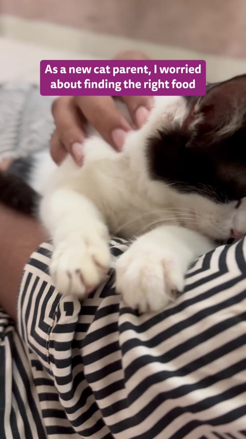 Whiskas new cat parent creator ad