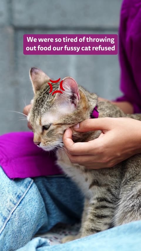 Whiskas fussy eater creator ad