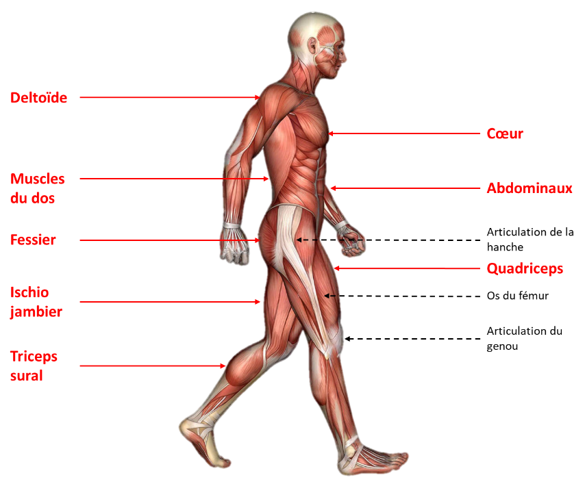 Muscles mobilisés pendant un exercice de marche